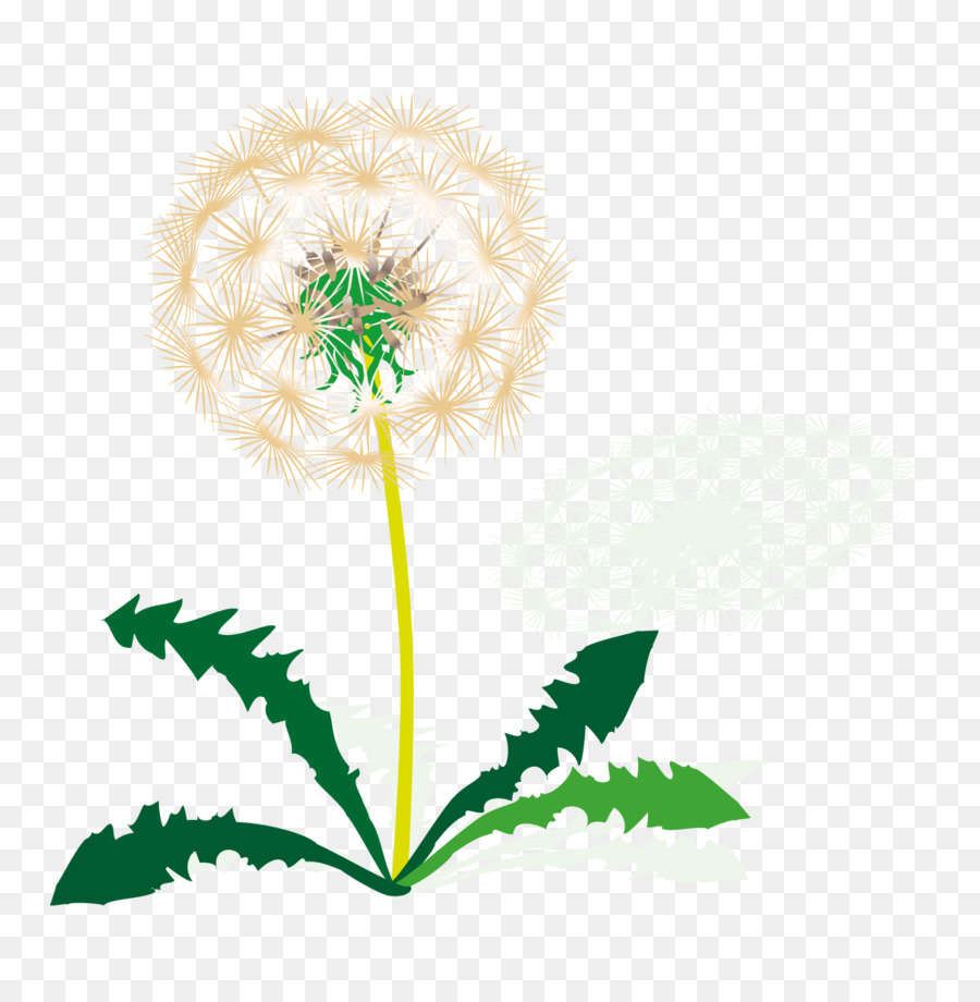 Taraxacum Secta Ruderalia，Gospodarowanie PNG