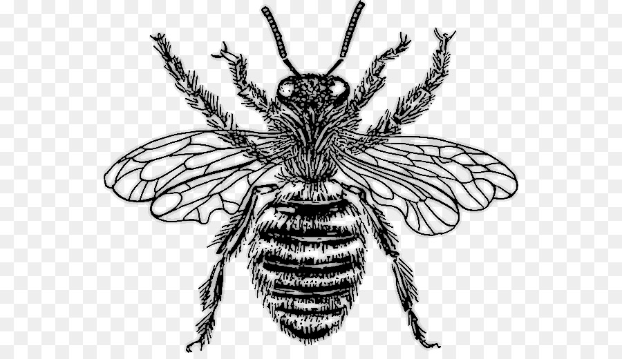 Abeja，Insecto PNG