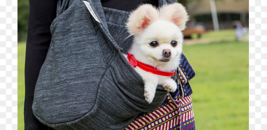 Pomerania，Chihuahua PNG