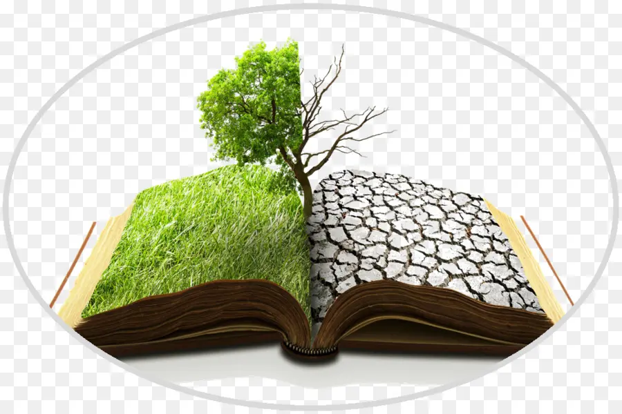 Libro，Árbol PNG