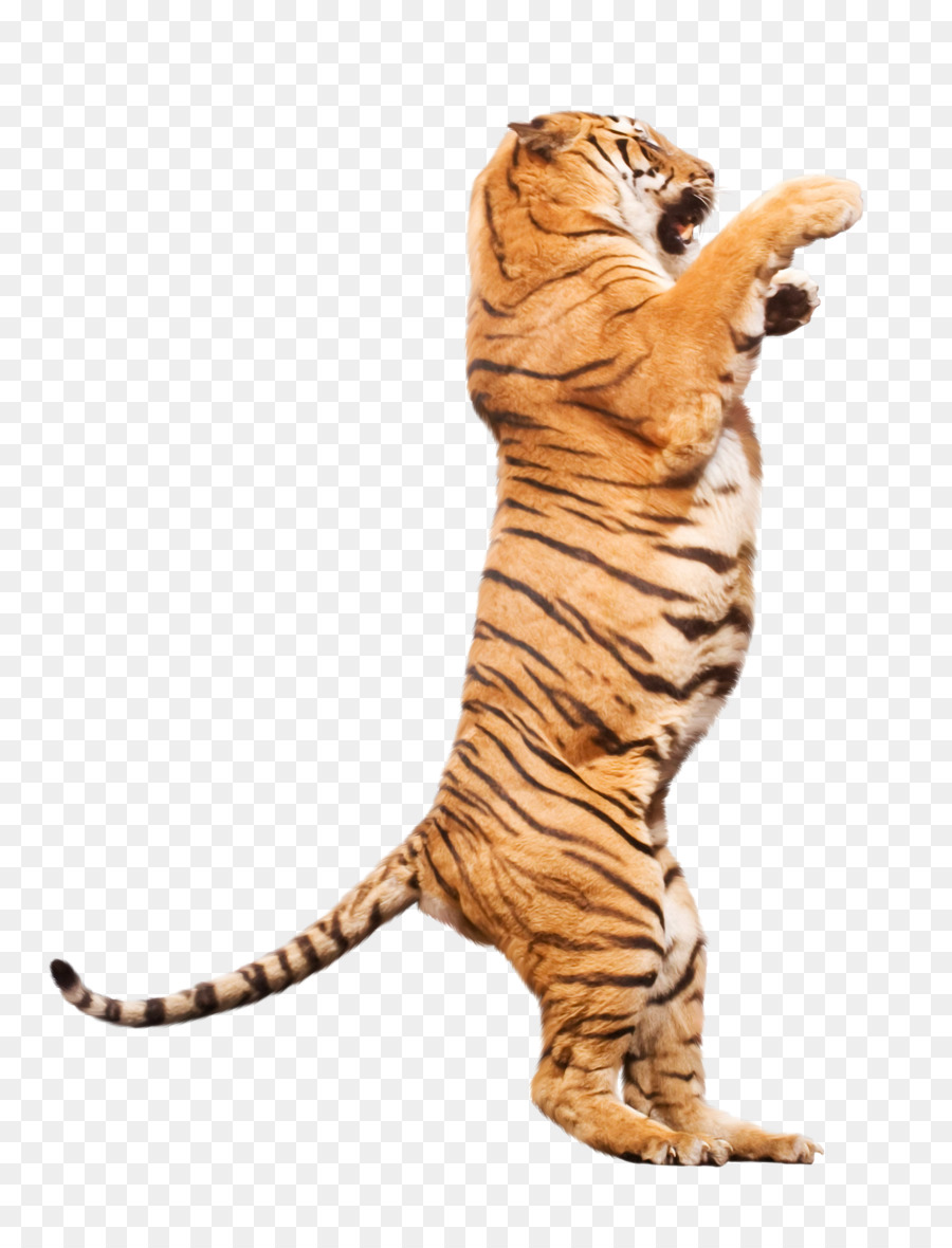 Tigre，Gato PNG