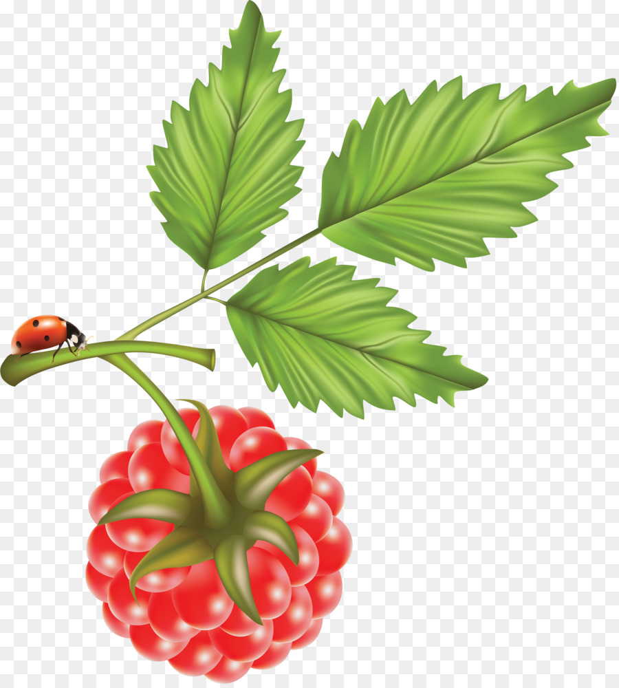 Uvas Rojas，Racimo PNG