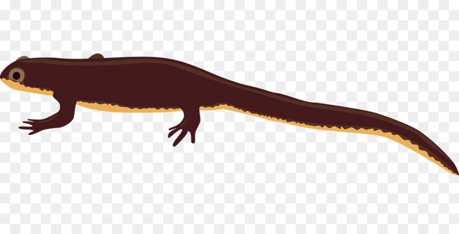 Newt，Salamandra PNG