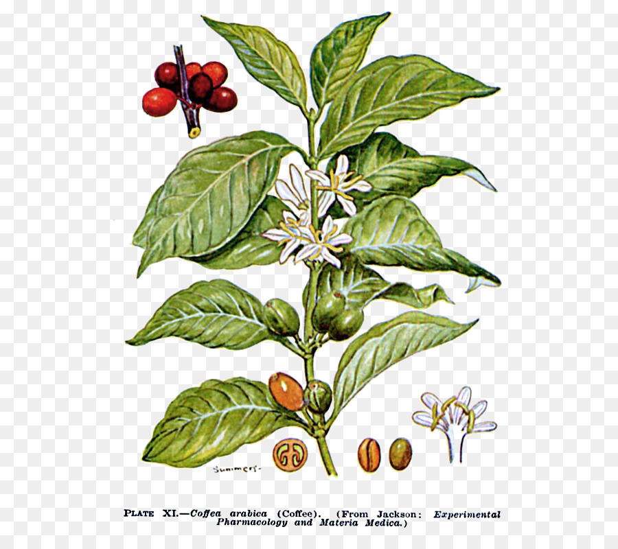 Planta De Cafe，Hojas PNG