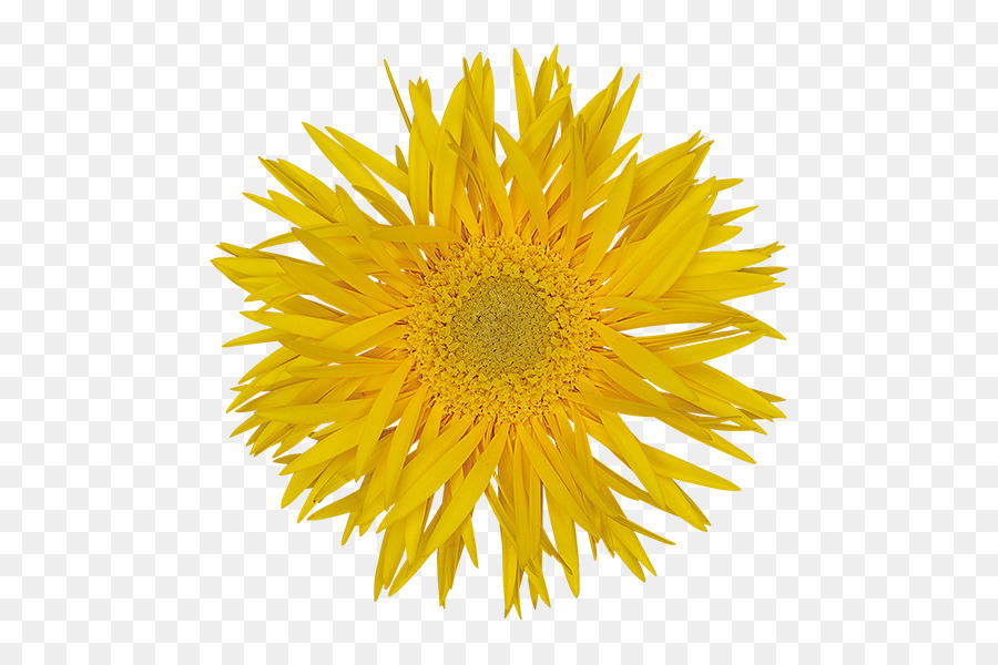 Común Daisy，Una Fotografía De Stock PNG