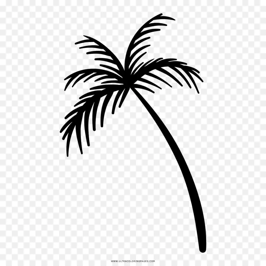 Arecaceae，Dibujo PNG