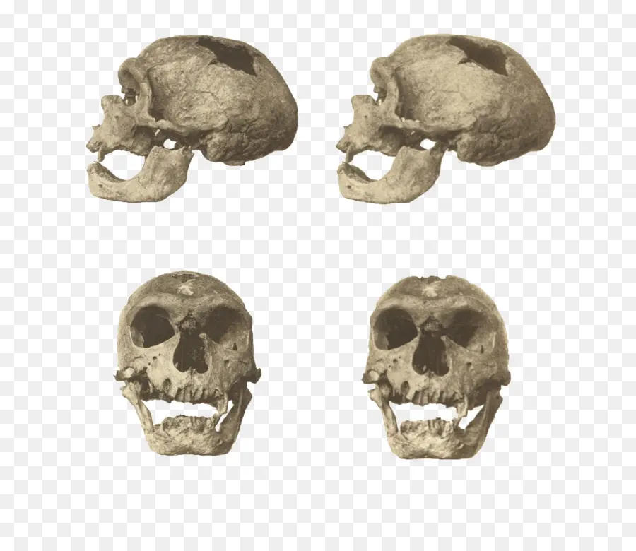 Los Neandertales，Skhul Y Qafzeh Propios Homínidos PNG