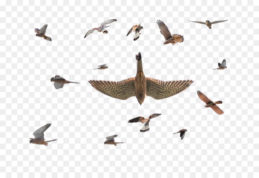 La Migración De Las Aves，Ganso PNG