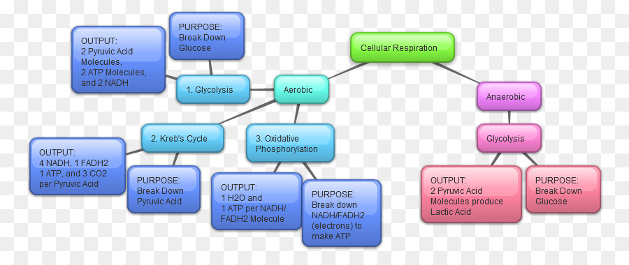 Diagrama De Flujo，Proceso PNG