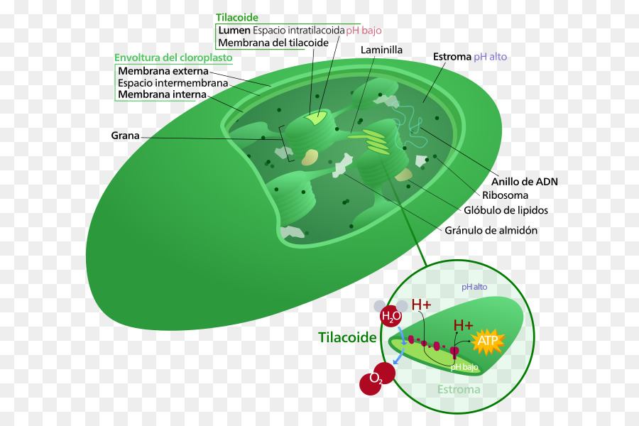 Cloroplasto，Tilacoide PNG