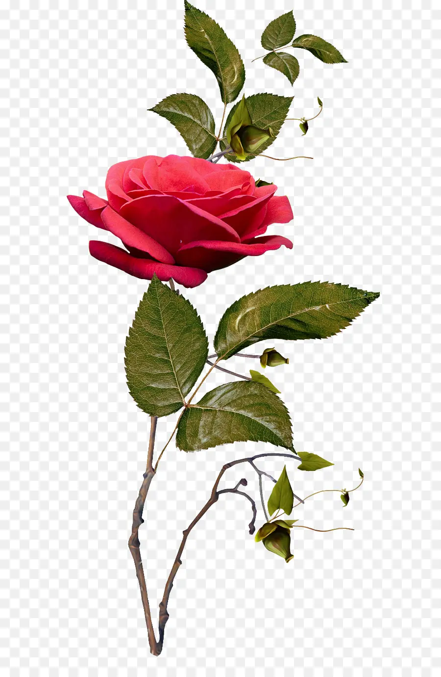 Rosas De Jardín，Pelea PNG