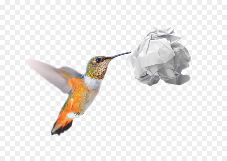 Colibrí M，Reciclaje PNG