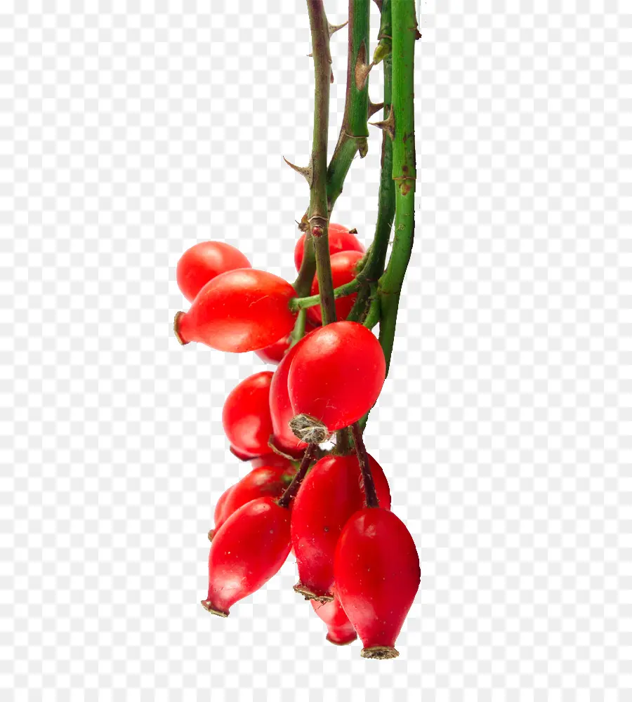 Frutos Rojos，Rama PNG