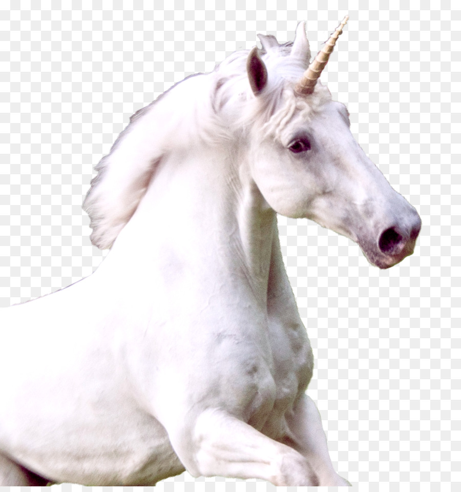 Mustang，Potro PNG