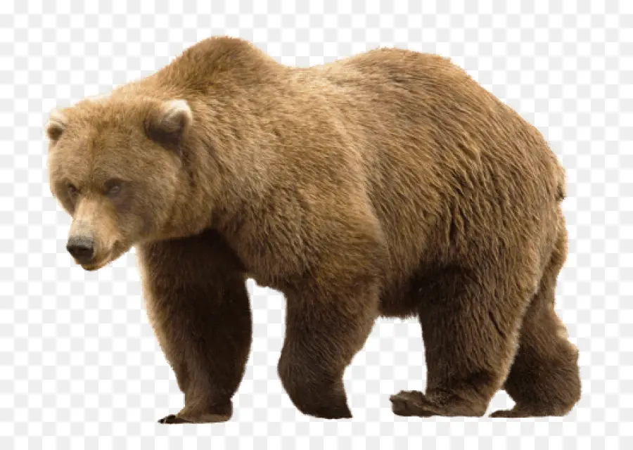 Oso，Grizzly Bear PNG