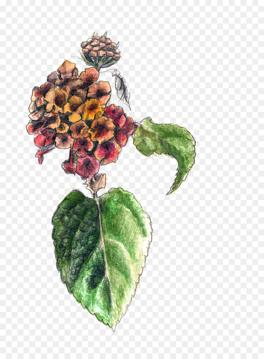 Arte，Flor PNG