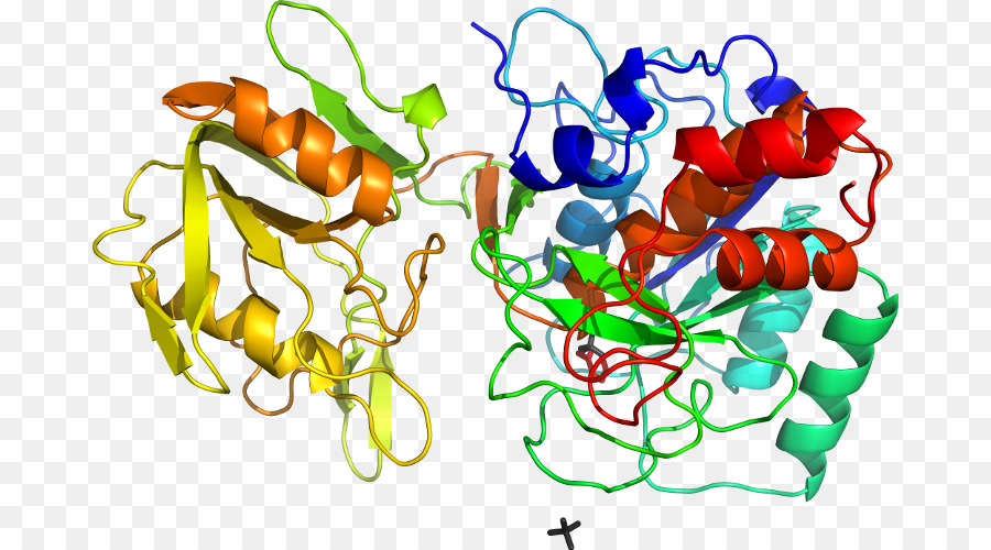 Estructura Proteica，Biología PNG