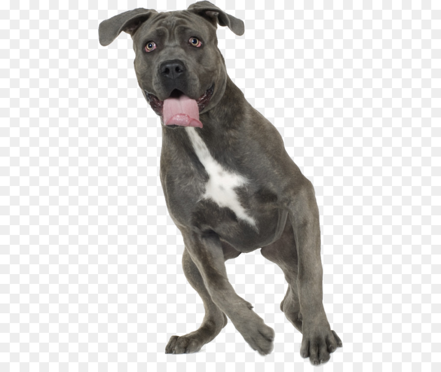 Raza De Perro，Pit Bull PNG