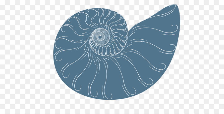 Invertebrados，Nautiluses PNG