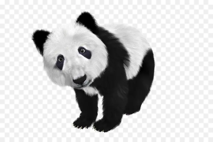 El Panda Gigante，El Panda Rojo PNG