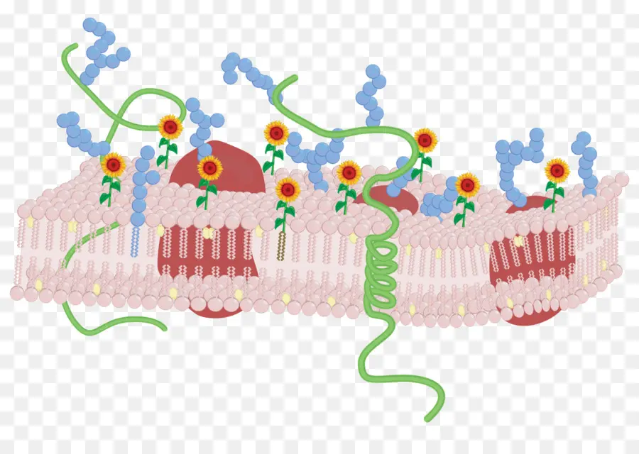 La Membrana Biológica，Membrana De La Célula PNG