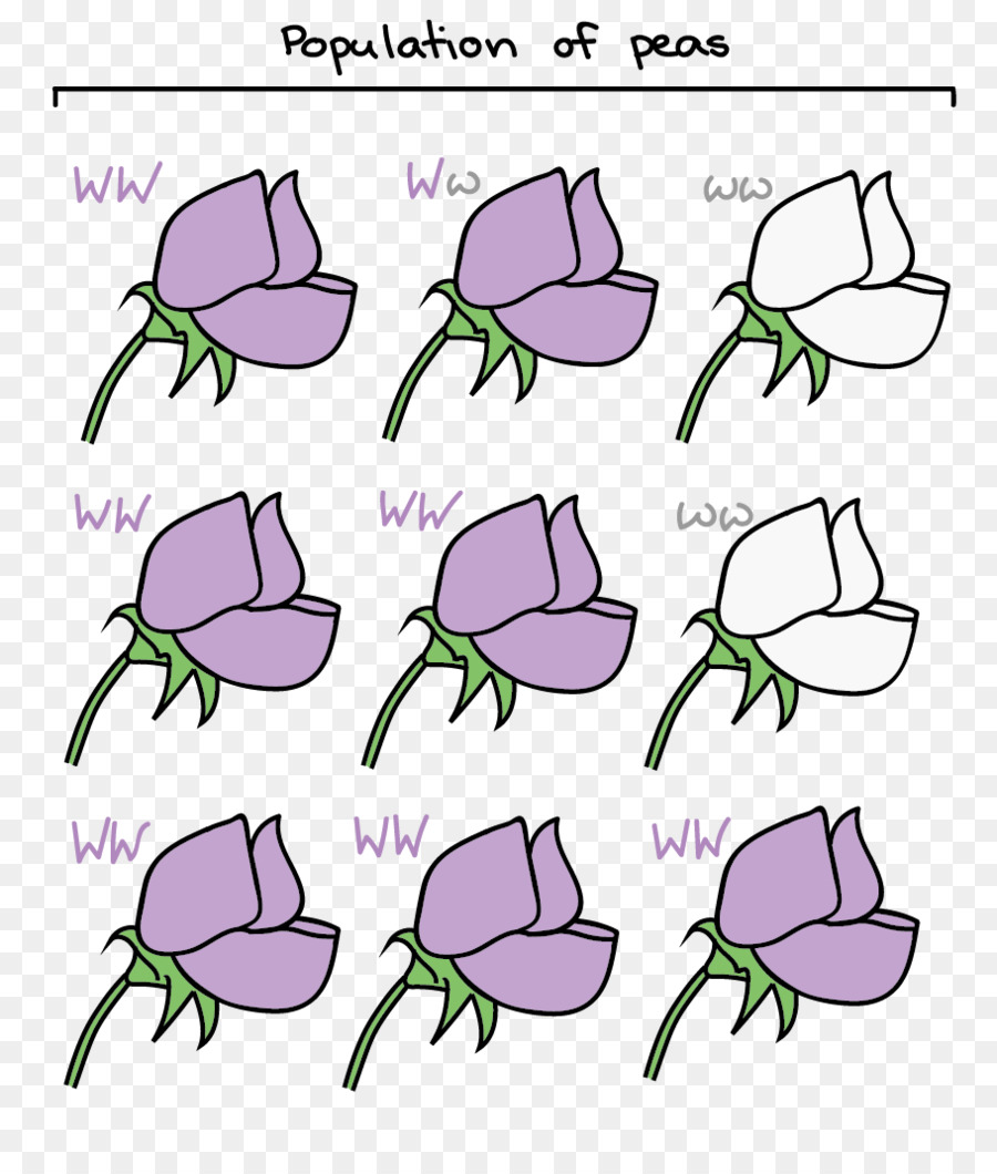 Flores De Guisante，Genética PNG