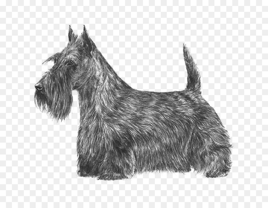 Scottish Terrier，Dandie Dinmont Terrier PNG