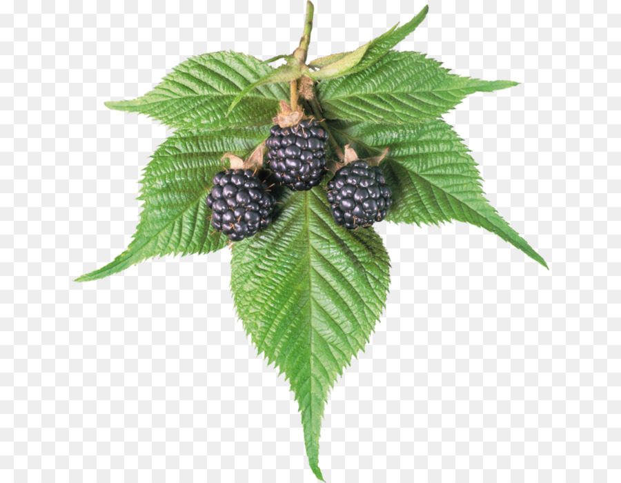 Berry，Blackberry PNG