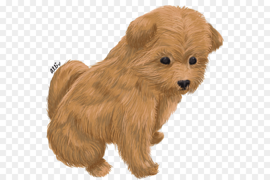 Norwich Terrier，Yorkshire Terrier PNG