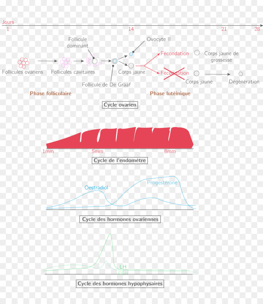 Marca，Diagrama De PNG