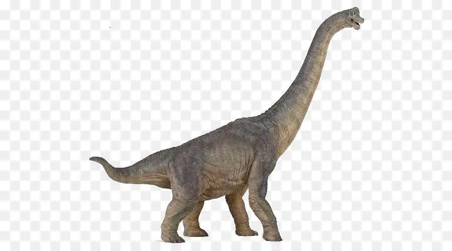 Brachiosaurus，Tyrannosaurus PNG