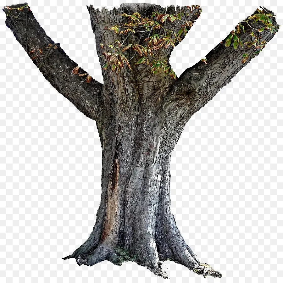 Tronco，Árbol PNG