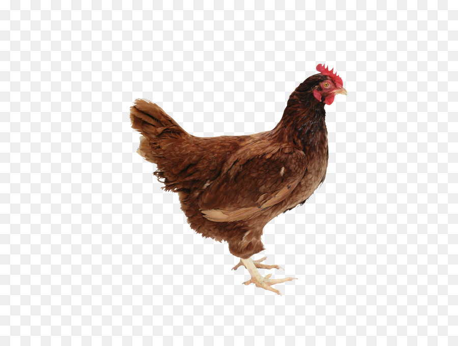 Pollo，La Comida PNG