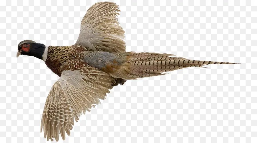 Faisán，Aves PNG