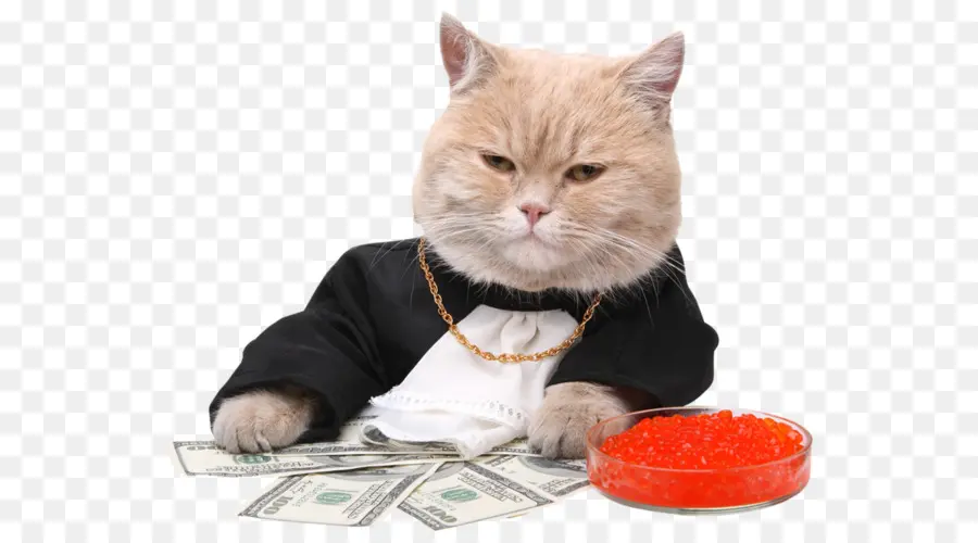 Gato Con Dinero，Rico PNG