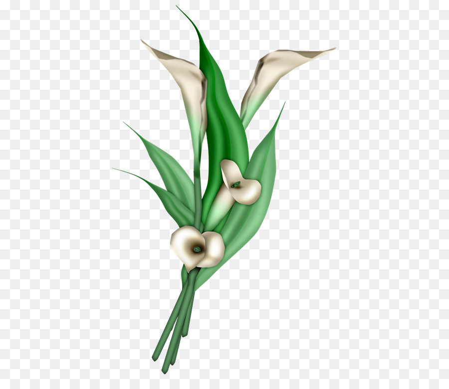 Flor，Cuadro PNG