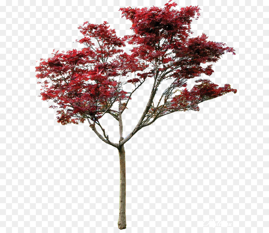 Arce，Árbol PNG