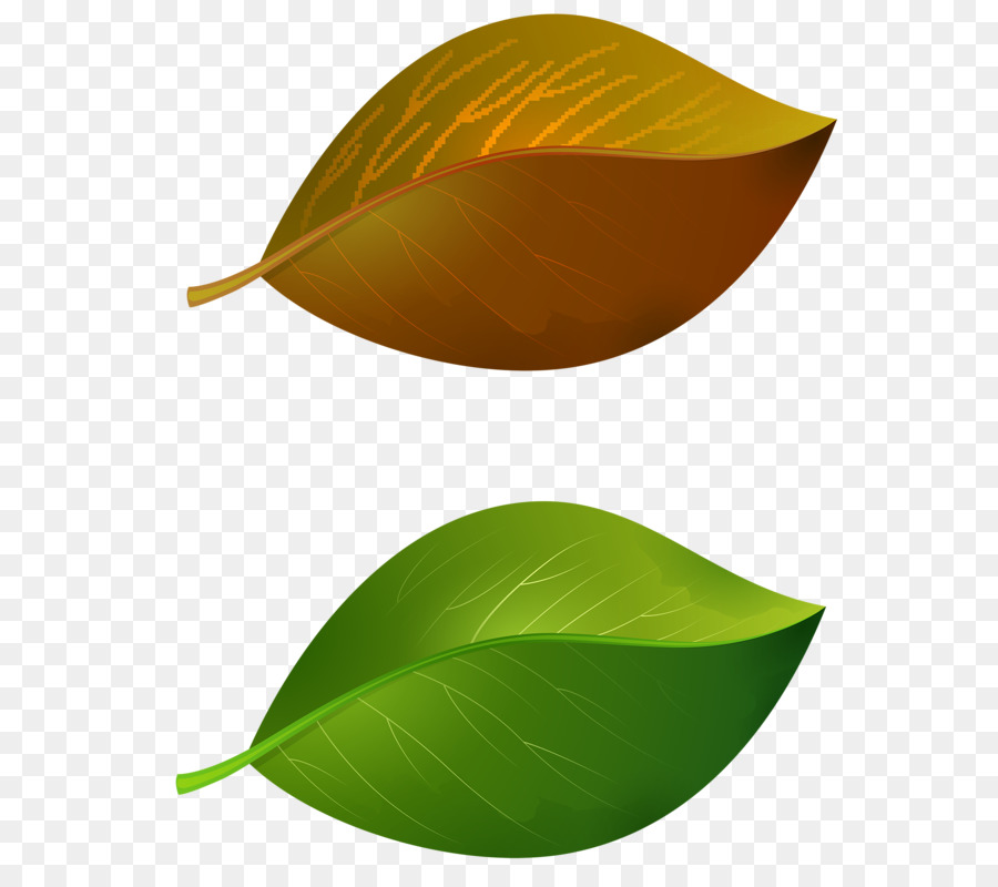 Hoja，Planta PNG