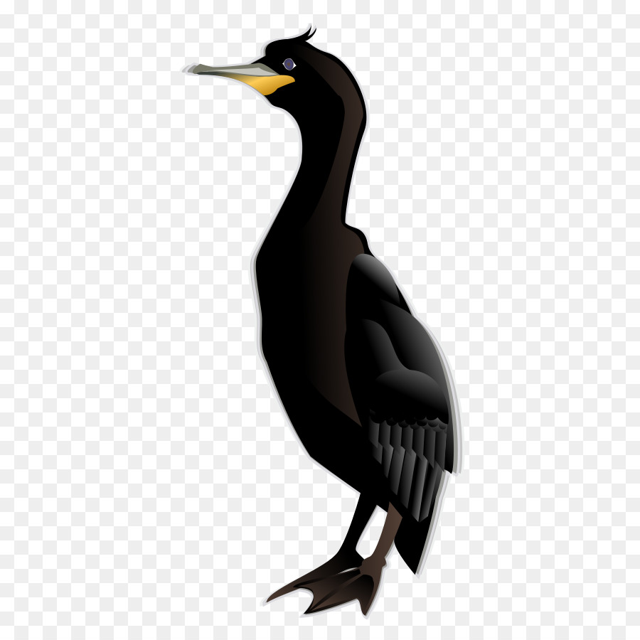 Cormorán，Aves PNG