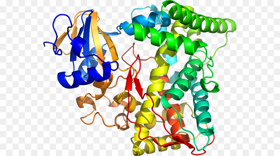 Bacilo De Heno，Bacillus Megaterium PNG