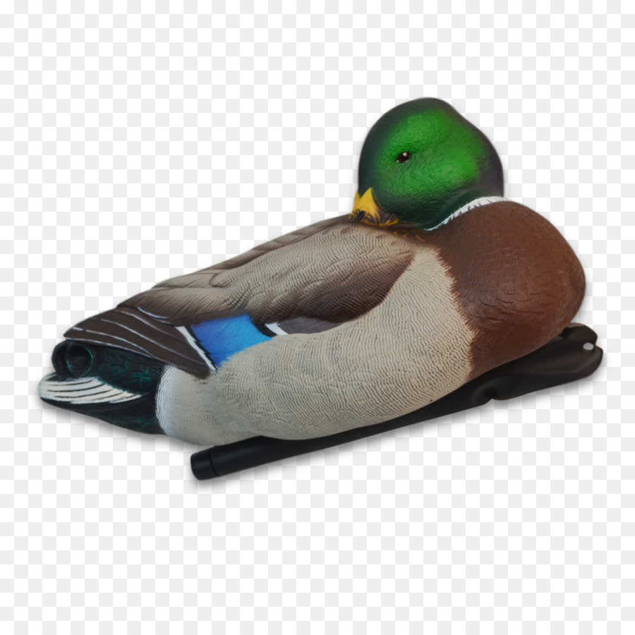 El ánade Real，Pato PNG