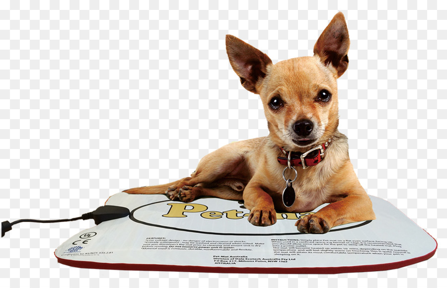 Chihuahua，Cachorro PNG