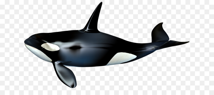 La Ballena Asesina，Cetacea PNG