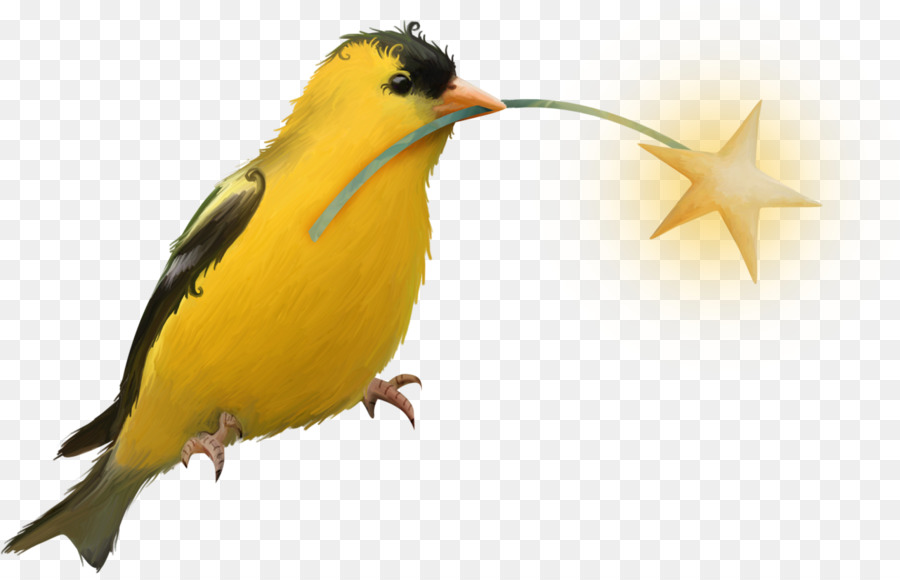 Aves，Pico PNG