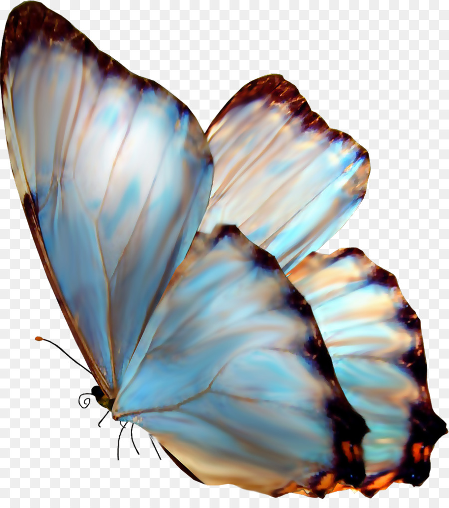 Mariposa Azul，Insecto PNG