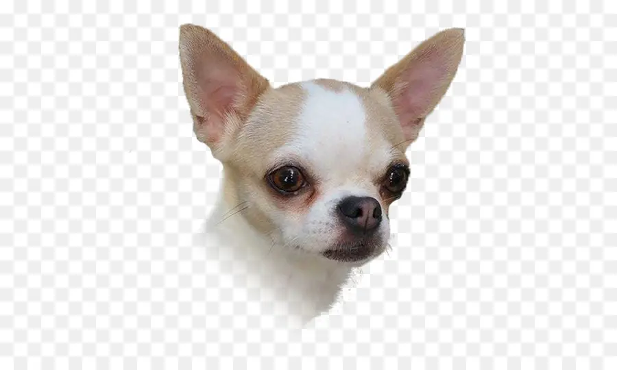 Chihuahua，Cachorro PNG