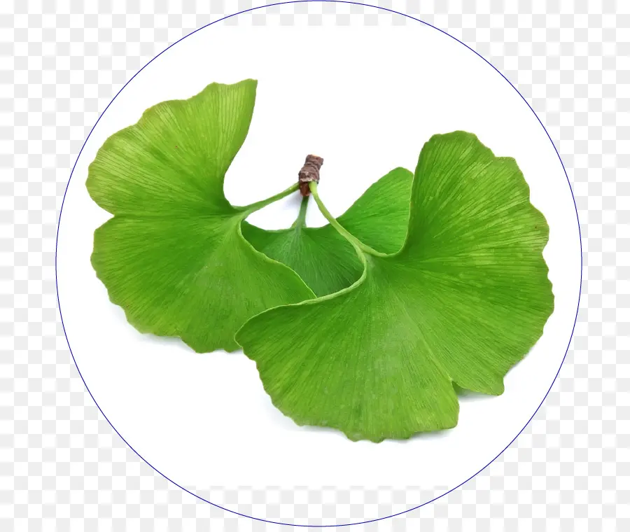 Ginkgo Biloba，Suplemento Dietético PNG