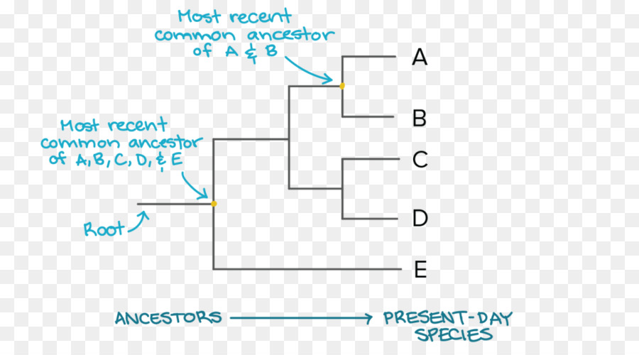 Árbol Filogenético，La Filogenia PNG