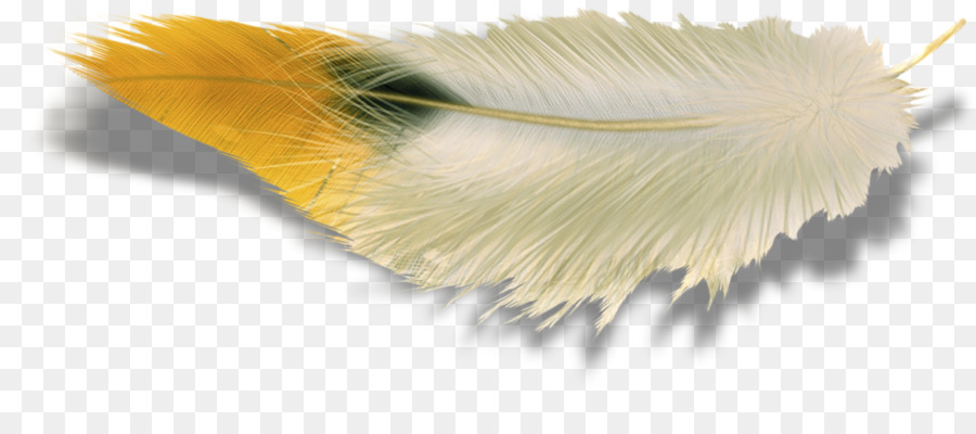 Pluma，Ala PNG