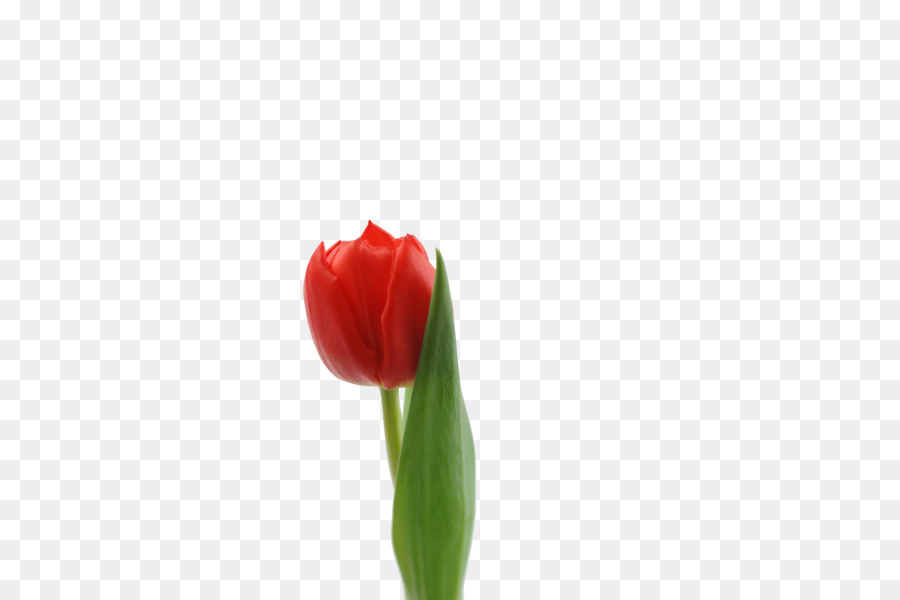 Tulip，Las Flores Cortadas PNG